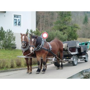 ノイシュバンシュタイン城付近には馬もいて、可愛らしい街並みにもピッタリです。
#ドイツ
#ノイシュバンシュタイン城
#馬
