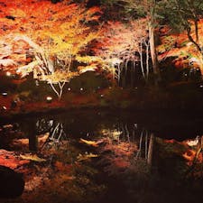 池に映る紅葉がとても幻想的でした🍁#紅葉 #ライトアップ #松島 #宮城 #円通院