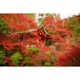 秋の京都:毘沙門堂