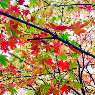 熱海梅園。
生まれた場所が数センチ、数ミリちがうだけで、他より多く陽を浴びたり、必要以上に寒さを感じていたり。
葉、一枚一枚の個性が目一杯出ている瞬間に立ち会いました。