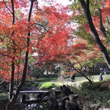 20181126＊大田黒公園の紅葉