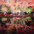 曽木公園の逆さもみじ🍁
写真で見た綺麗さにちょっと疑いを持ってたけど笑
実際も本当に綺麗だった！！