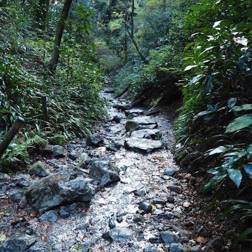 高尾山自然研究路