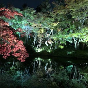 11月に出かけた京都・高台寺のライトアップ(^^)
本当にきれいだなぁ〜見られるのは12月9日まで！
#京都 #高台寺 #ライトアップ #紅葉 #庭園
