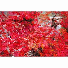 2018年 11月26日 月曜 頃
香嵐渓 
1人でカメラ持って散策
月曜なのに平日なのに観光客が多くとても驚いた。
ツアーで来るお客さんも多く賑わっていた。
刀削麺は最高であった。
ぜひご賞味あれ。