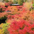 京都 東福寺の通天橋からのもみじです。
あたり一面に広がる紅葉の臨場感は写真では伝えきれません😆