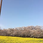 2018.4 
赤城南面千本桜。
桜と菜の花のコントラストが綺麗でした。
五分咲きでしたが…