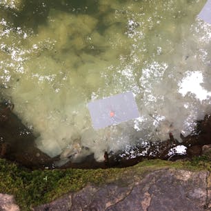 八重垣神社にある鏡の池
15分以内なら良縁が早くて、30分以上なら縁が遅い
と言われていて
2分で沈んだのです。
近くで沈んだら身近な人で、遠くで沈んだら遠方の人
と言われていて
ものすごく近くで沈んだのです。
これからどんな出会いがあるんでしょう。