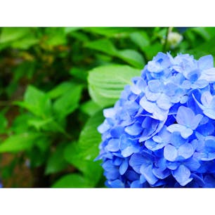 京都 観音寺に6月に見た紫陽花です。