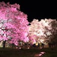 2018.4
高遠城址公園の桜。
夜のライトアップ。