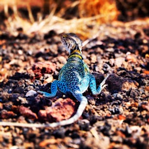 アリゾナの道端で