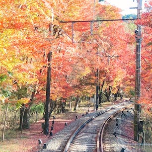 もみじのトンネル🍁
叡山電車🚃