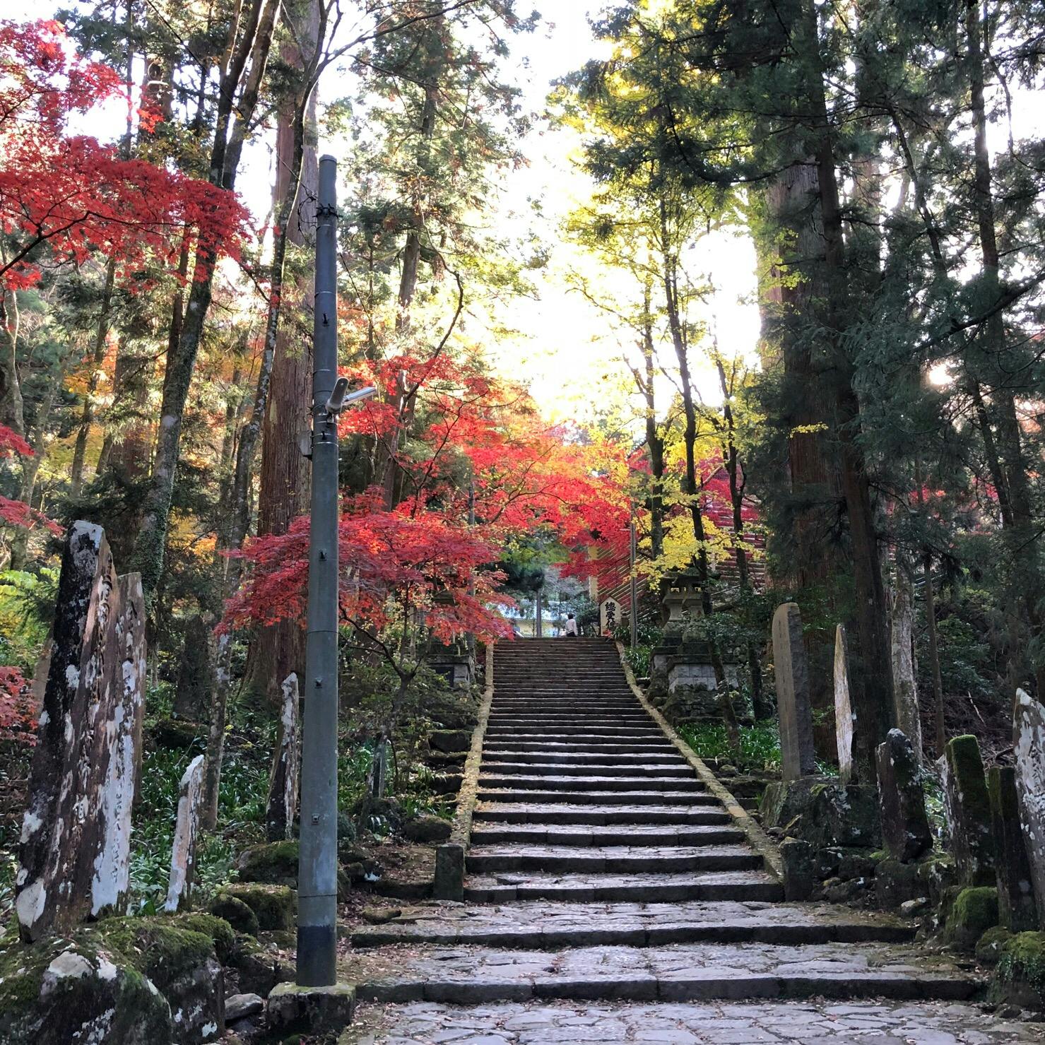 大雄山 最乗寺の投稿写真 感想 みどころ 11月月末の大雄山最乗寺にて お寺へあがる途中の石段の紅葉 トリップノート 大雄山 最乗寺の投稿写真 感想 みどころ 11月月末の大雄山最乗寺にて お寺へあがる途中の石段の紅葉 トリップノート