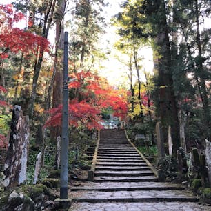 11月月末の大雄山最乗寺にて。
お寺へあがる途中の石段の紅葉がとてもきれいでした。