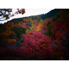 京都の嵐山からみた紅葉！
いろんな色が映えていて素敵でした(*ˊ ˋ*）