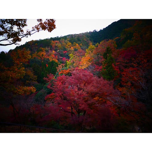 嵐山・嵯峨野・太秦・桂