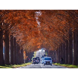 【滋賀】
新・日本街路樹百選にも選ばれてる
メタセコイヤ並木道です。
写真は12月2日。
紅葉のピークを迎えていました。
約500本メタセコイヤと直線道路が造り出す絶景が約2.4kmにも続きます。
何度通ってもワクワクします。
滋賀に行った際は絶対行ってください。
それだけオススメスポットです。笑