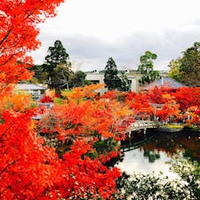 永観堂🍁
寺宝展拝観券🎫🥰