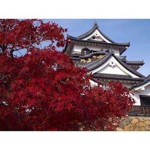 【滋賀】
彦根城 × 紅葉🍁