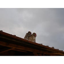 嵐山モンキーパークで毛づくろい中のお猿さん。