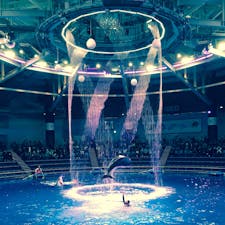 光と音とイルカ達、完全室内ならではのショー！
季節によってテーマも変わるので、色んな時期に観に行きたい