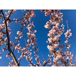 2018年1月27日 #熱海 #桜
桜が一番好きです ☺︎