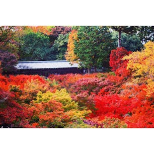 京都にある通天橋から見た東福寺
今まで見た紅葉の中で圧倒的綺麗さだった🍁