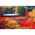 京都にある通天橋から見た東福寺
今まで見た紅葉の中で圧倒的綺麗さだった🍁