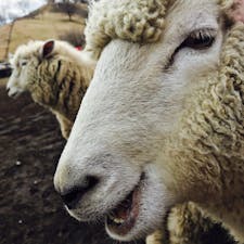 伊香保のグリーン牧場にて。
キメ顔ひつじさん🐑