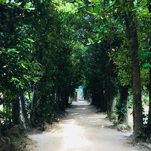 備瀬のフクギ並木