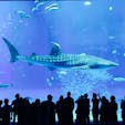 8メートル越えのジンベイザメが雄大の泳ぐ巨大水槽は圧巻でした。