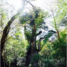 ♯屋久島
♯縄文杉