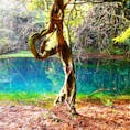 [2018/12]
山形県、丸池様。
山形県唯一と言われる湧水スポット。
水が非常に綺麗なため、池の中の倒木がなかなか腐らず、龍のように見えることから信仰を集めているとか。
水は透明な青色で、なんだか神秘的です。
周囲は本当に何もなく、誰もいない林の中でコンコンと水が湧いていると思うと、ロマンがありますよねー。

本当はもっと近寄って写真を撮りたかったのですが、柵の向こうは神域と書かれており、入ることができませんでした。残念。