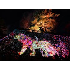 日本三大夜城 高知城 光の祭 チームラボ
デジタルアートで城壁に現れる動物が綺麗でした🏯🐅