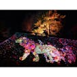 日本三大夜城 高知城 光の祭 チームラボ
デジタルアートで城壁に現れる動物が綺麗でした🏯🐅