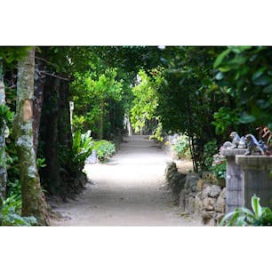 備瀬のフクギ並木