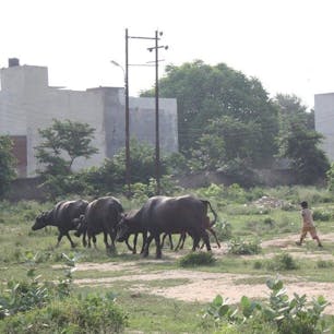 インド アーグラ 14.8.2017
