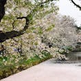 弘前桜🌸の花筏