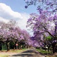 ジャカランダという花の並木道。
紫色がとても鮮やかです！
日本の桜のようです🌸
#南アフリカ
#プレトリア 
#ジャカランダ