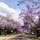 ジャカランダという花の並木道。
紫色がとても鮮やかです！
日本の桜のようです🌸
#南アフリカ
#プレトリア 
#ジャカランダ