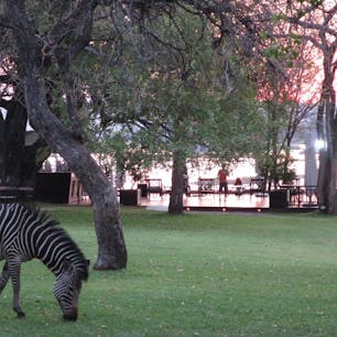 ロイヤルリビングストンホテルでは保護されてるシマウマ、キリンなど敷地内で間近に見ることができます。