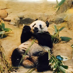 上野動物園
シャンシャンお食事タイム