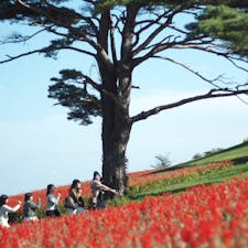 やくらいガーデン。ハロウィンの時期に。シーズンの変わり目は花が少ないので事前チェックがオススメ。