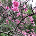 沖縄の今帰仁は早くも桜が開花してた。
ひと足もふた足も早い、春の訪れー。