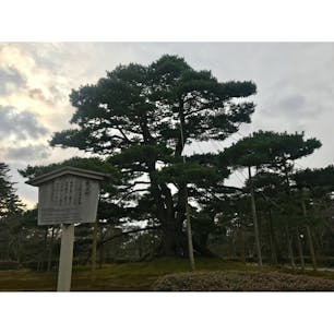 2019年1月12日 #金沢 #兼六園
立派な松です！誰のための庭だったのかな？ ☺︎