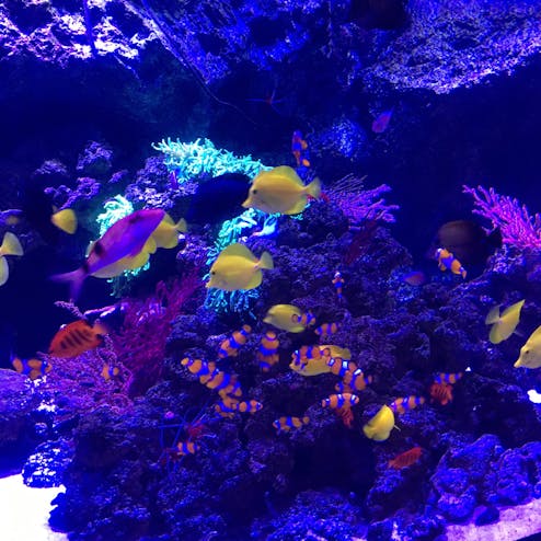 マクセル アクアパーク 品川