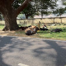 インドの日常🇮🇳
ケララ州のコーチン