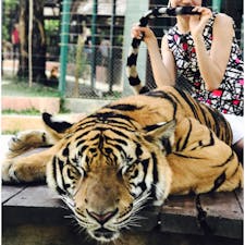 タイ プーケット島
タイガーキングダム🐯

この後、肉球パンチをくらいました