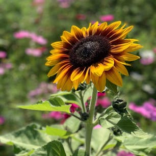 ＠万博記念公園
10月に行くとひまわりとコスモスが同時に見れる！ひまわりは秋に咲く種類やとか🤔この時期は良い季節やから、広場では週末に○○EXPOとかゆうて屋台が出るからそれと合わせて楽しめる◎