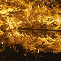 弘前は桜が有名ですが。夜桜いいよ、夜桜。撮影は無風の時が狙い目です。時期になると近隣住民の皆様が一律料金で駐車場を貸して下さる。割高でも出し惜しみしない方がストレスなくいけます。